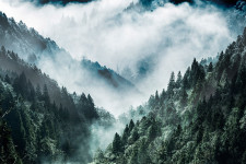 MISTY FOREST-taulu MISTY FOREST-taulu